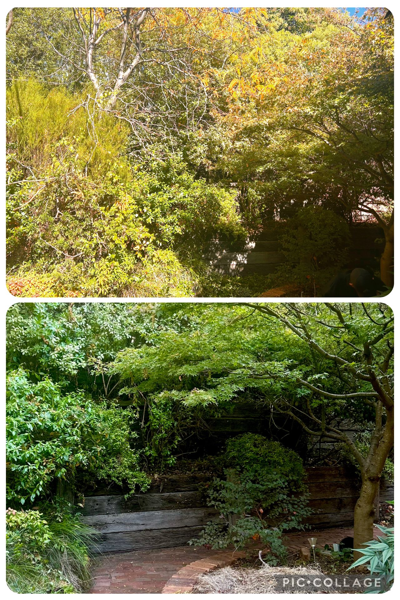 Hedge & Tree Trim